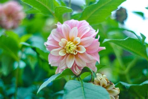 Dahlia Pink Flower Free Photo On Pixabay Pixabay