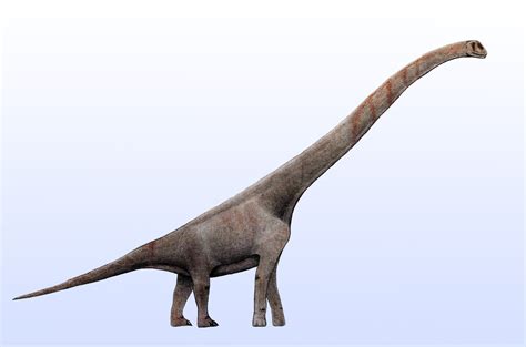 New Sauropod Dinosaur Unearthed in China | Sci.News