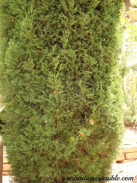 Unjardinsostenible Cupressus Sempervirens Recomendaciones Para