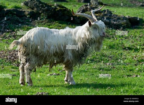 Domestic Goat Capra Hircus Male Hi Res Stock Photography And Images Alamy