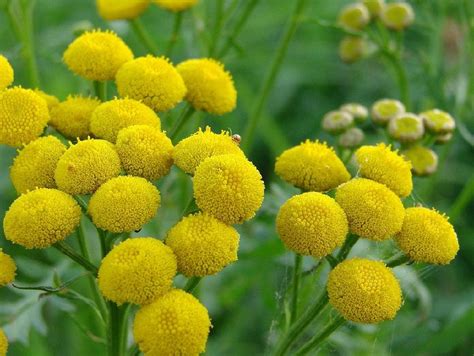 Le Tr Fle Un Engrais Vert Pour Fertiliser Le Potager