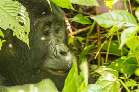 4 Days Uganda Gorilla Rwanda Golden Monkey Trekking Safari