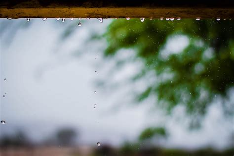 Photography of Rainy Weather With Trees · Free Stock Photo