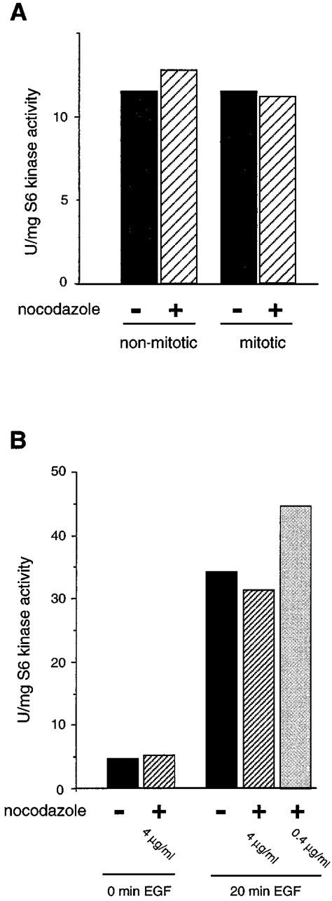 Effect Of Nocodazole On S Kinase Activity A Mitotic Cells Were