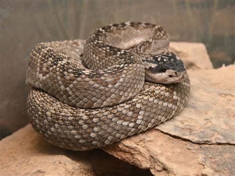 Crotalus Molossus Black Tailed Rattlesnake In Arizona Sonora Desert