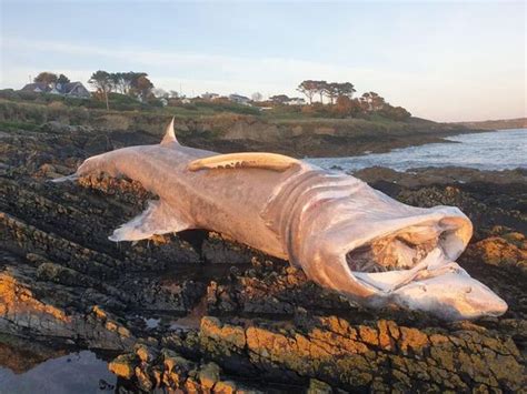 2 Giant Basking Sharks Have Washed Up On The Irish Coast In The Past