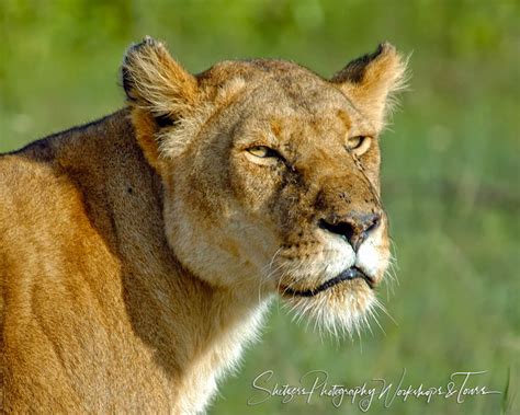 African Lioness