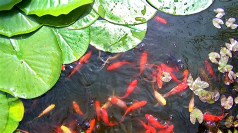 Turn Your Home Into A Home Based Fish Farm Worldwide Aquaculture