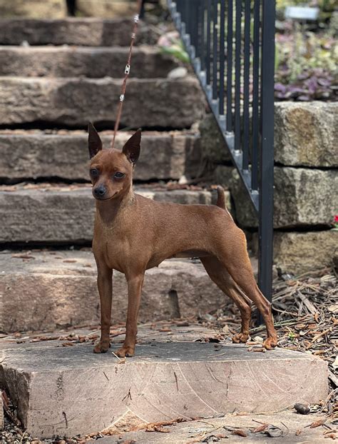 Miniature Pinscher puppies for sale – Shawmin Pins