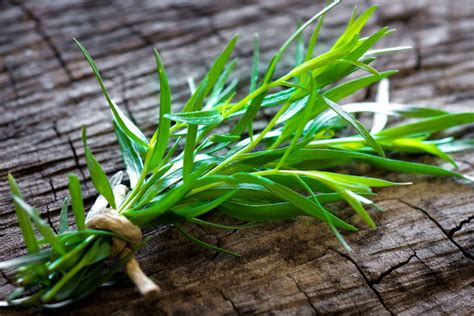 Timo Serpillo Come Coltivare Questa Pianta Aromatica Perenne