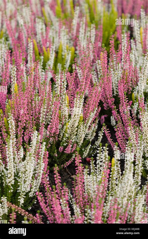 Common Heather Calluna Vulgaris Stock Photo Alamy