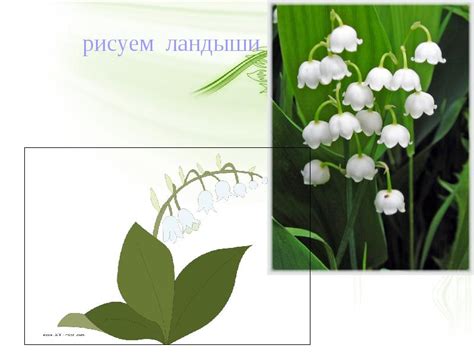Ландыши (3) - презентация, доклад, проект скачать