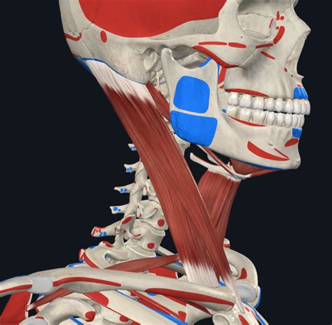 Axial Muscles Neck Torso Diagram Quizlet