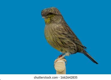 Gloster Fancy Canary Stock Photos And Pictures Images Shutterstock