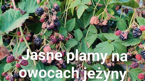 Jasne Plamy Na Owocach Je Yny Youtube