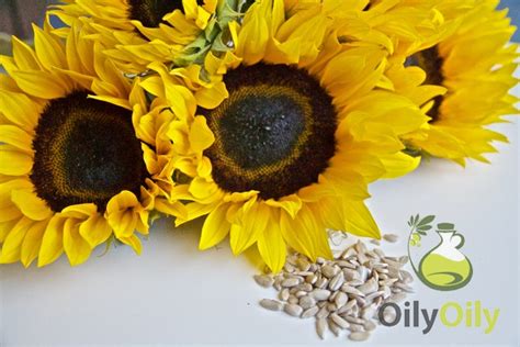 What is Sunflower Oil: the Surprising Variety of Sunflower Oil - Oilypedia.com