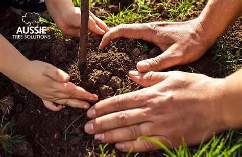 Tree Planting In Brisbane