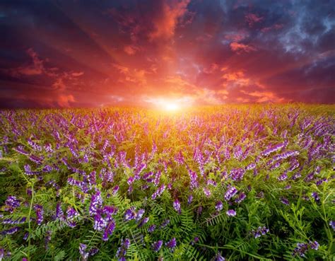 Sunset Over Wild Flower Meadow Stock Photo Image Of Background