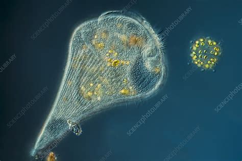 Stentor Protozoan Light Micrograph Stock Image C Science