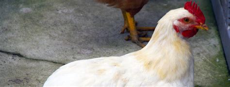 Amberlink Chicken: Complete Breed Profile and Care Guide (2022)