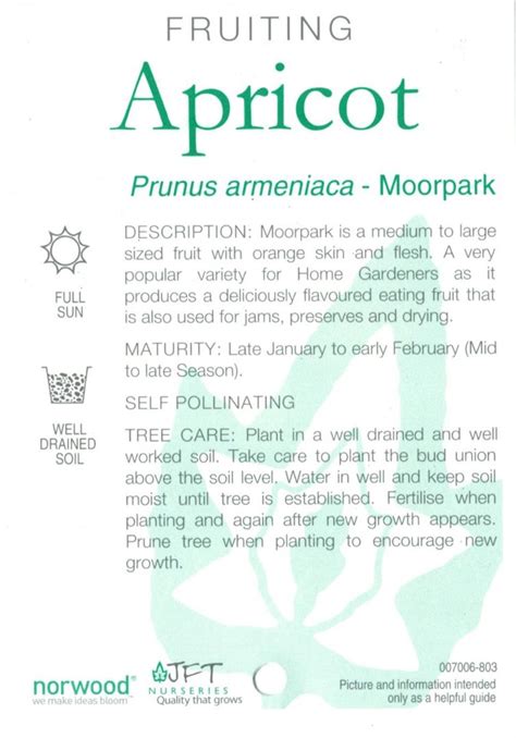 Tag Apricot Moorpark Prunus Amereniaca