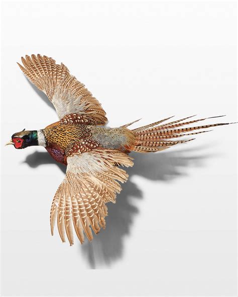 TX118 Pheasant in Flight Wall Mount Prop Rental | ACME Brooklyn