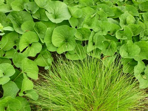 Oak Sedge - Grow Native!