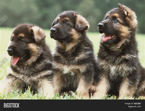 Three German Shepherd Image & Photo (Free Trial) | Bigstock