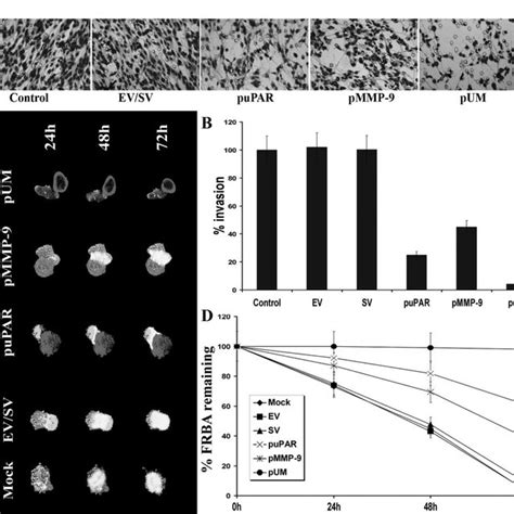 Sirna For Upar And Mmp Inhibit Invasion Of Snb Cells Snb Cells