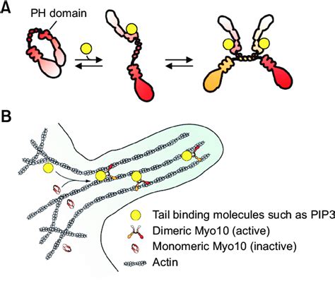 Schematic Drawing Of Myosin X Activation And Movement In Filopodia A