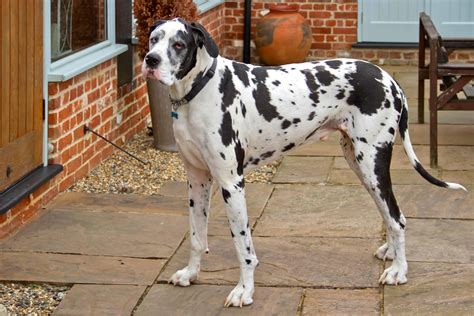 Best Dog Door For Great Danes June 2024 Buyers Guide