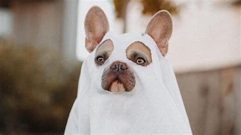 From Silly And Scary To Super Cute 12 Petco Pet Costumes Sure To Raise