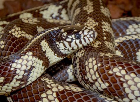 Kingsnake California Dudley Zoological Gardens