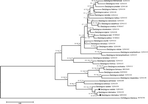 Phylogenetic Tree Constructed By Maximum Likelihood Analysis Based On