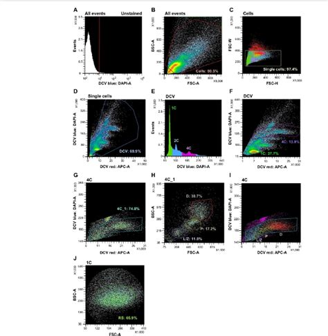 Figure 2 From Isolation Of Murine Spermatogenic Cells Using A Violet