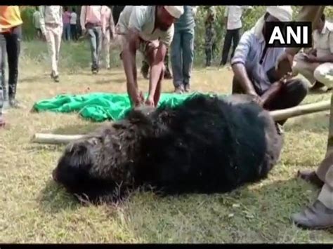 Bear Carcass With Missing Body Parts Found In Chhattisgarh Tiger Reserve Science Environment