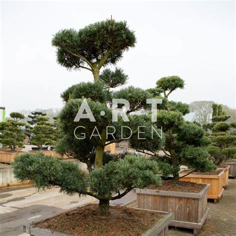 Arbres Nuages Prix Grossistes Pinus Parviflora Glauca