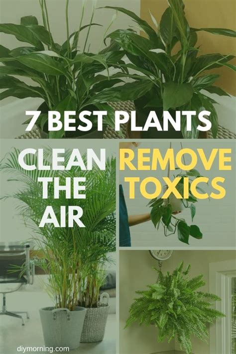 What Is The Best Indoor Plants To Purify Air