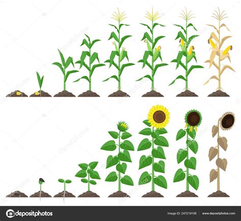 Corn Plant And Sunflower Plant Growing Stages Vector Illustration In Flat Design Maize And