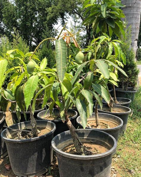 Mphmi Live Plant Nursery Ncr Plants Mango Tree Amrapali Grafted