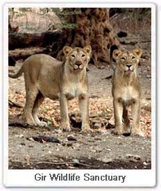 Eco Parks in India: Gir Wildlife Sanctuary