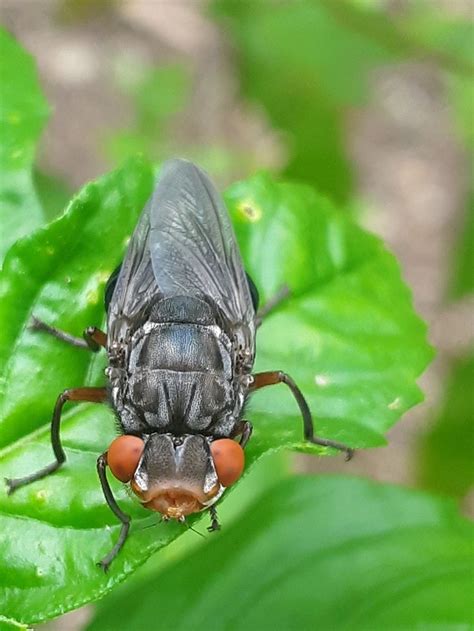 Human Botfly Dermatobia Hominis From Maya Sunset Workshop On October