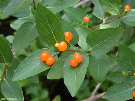 Lonicera Tatarica Tatarian Honeysuckle Minnesota Wildflowers