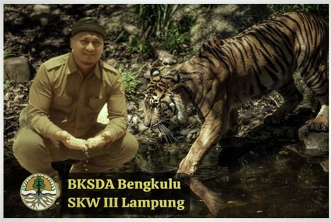 Harimau Sumatra Merupakan Satwa Karismatik Dan Menjadi Pusat Perhatian