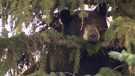 Black Bear Spotted In Calgary Tree Captured Near Glenmore Reservoir Calgary Cbc News