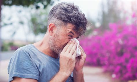 Can You Use An Air Purifier For Hay Fever Which News