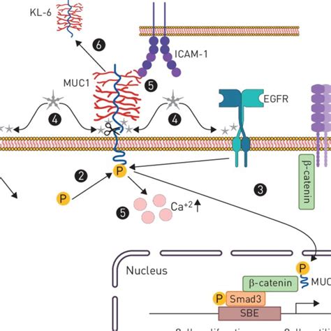 The role of MUC1 in IPF Transforming growth factor β1 TGF β1