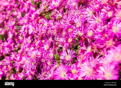 Pink Flower Bed Hi Res Stock Photography And Images Alamy