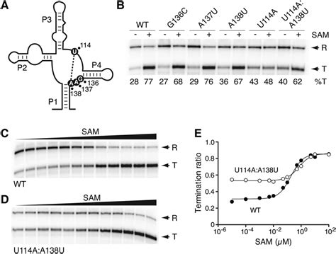 The Importance Of The J14 Region For The Sam I Riboswitch