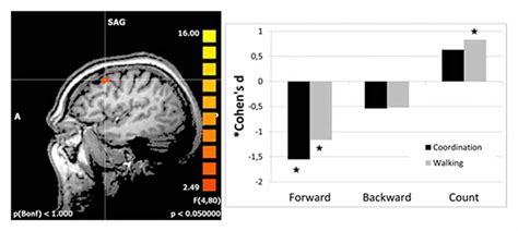 Frontiers Cognitive Resources Necessary For Motor Control In Older